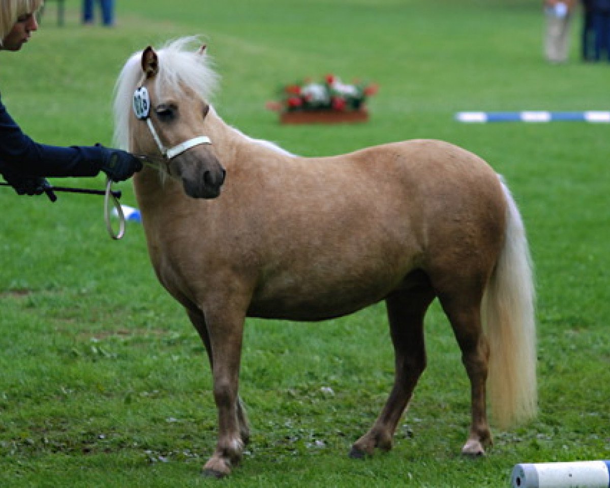 broodmare Joslehofs April Sun (Shetland Pony, 2010, from Georg)