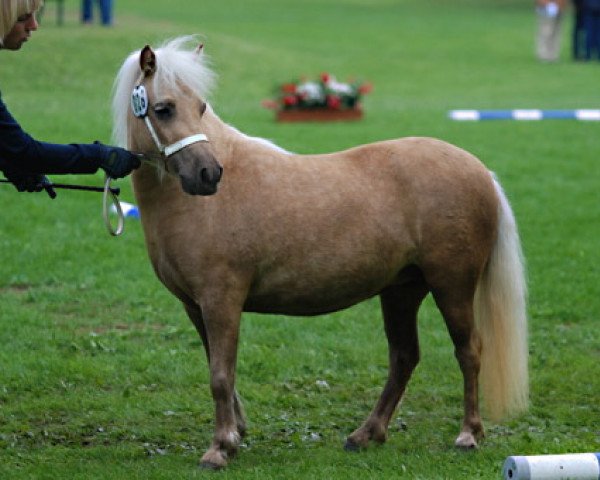 broodmare Joslehofs April Sun (Shetland Pony, 2010, from Georg)