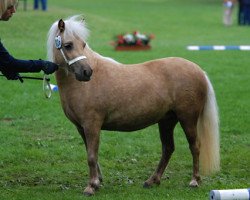 broodmare Joslehofs April Sun (Shetland Pony, 2010, from Georg)