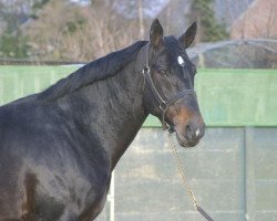 stallion Aiglon Rouge (Selle Français, 1988, from Narcos II)