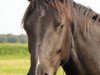 dressage horse Dancing Di (Hanoverian, 2009, from Dancier)