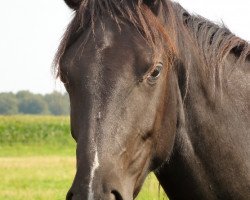 dressage horse Dancing Di (Hanoverian, 2009, from Dancier)