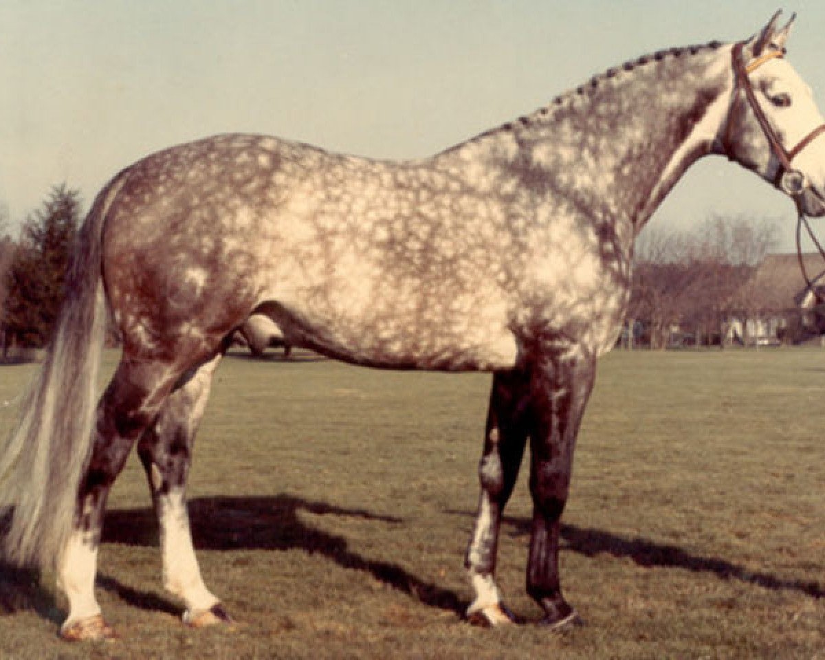 stallion Goldschlaeger Z (Hanoverian, 1977, from Gotthard)