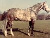 stallion Goldschlaeger Z (Hanoverian, 1977, from Gotthard)