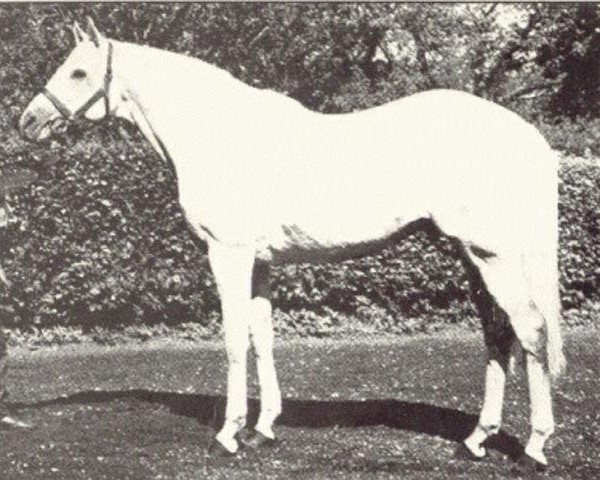 stallion Sovereign Path xx (Thoroughbred, 1956, from Grey Sovereign xx)