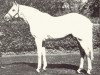 horse Sovereign Path xx (Thoroughbred, 1956, from Grey Sovereign xx)
