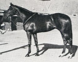 stallion Estaminet xx (Thoroughbred, 1971, from Sovereign Path xx)