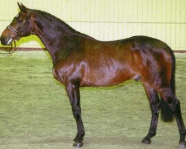 horse Athletic Lord (Holsteiner, 1995, from Athlet Z)