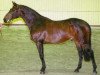 horse Athletic Lord (Holsteiner, 1995, from Athlet Z)