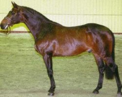 Pferd Athletic Lord (Holsteiner, 1995, von Athlet Z)