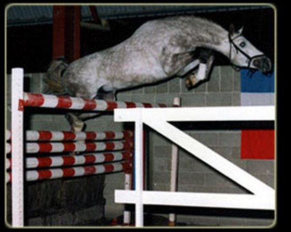 stallion Daktylus (Hanoverian, 1979, from Diskus)