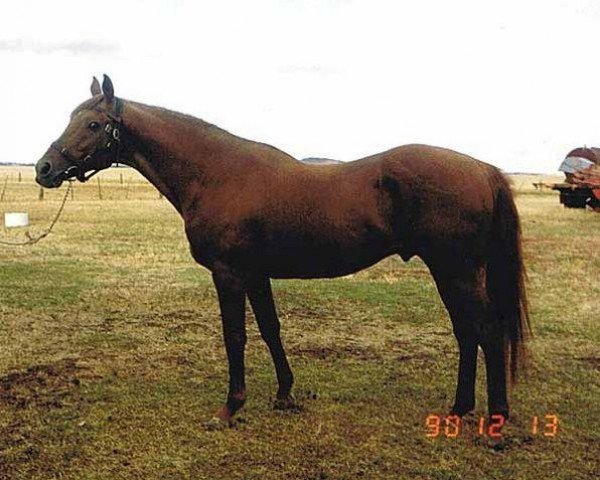 stallion Balmoral Boy xx (Thoroughbred, 1969, from Resolution xx)