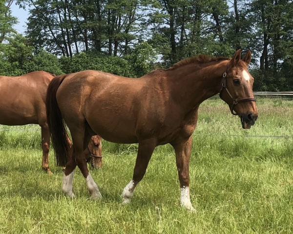 horse Alegro (Westphalian, 1990, from Argwohn I)