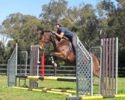 Springpferd Copabella Valor (ISSA-Warmblut (Australien), 2008, von Copabella Visage)