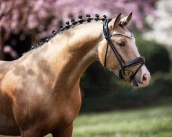 Deckhengst FirstClass Cinzano (Deutsches Reitpony, 2019, von First Class Colorado)