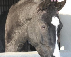 dressage horse Diamantino 8 (Bavarian, 2006, from Del Mondo)