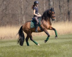 Pferd Fantastica 50 (Pura Raza Espanola (PRE), 2007, von Fantastico RB)