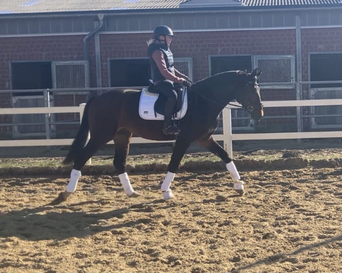 dressage horse Ferrari Fiorano (Oldenburg, 2019, from Ferrari OLD)