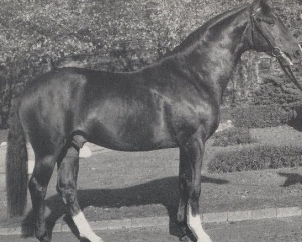 stallion Pikkolo (Hanoverian, 1974, from Pik Koenig)