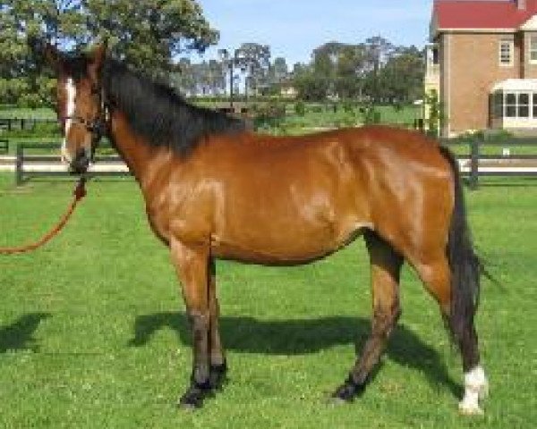 broodmare APH Cienta (Trakehner,  )