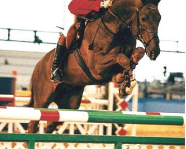 stallion Profit (Hanoverian, 1989, from Pilot)