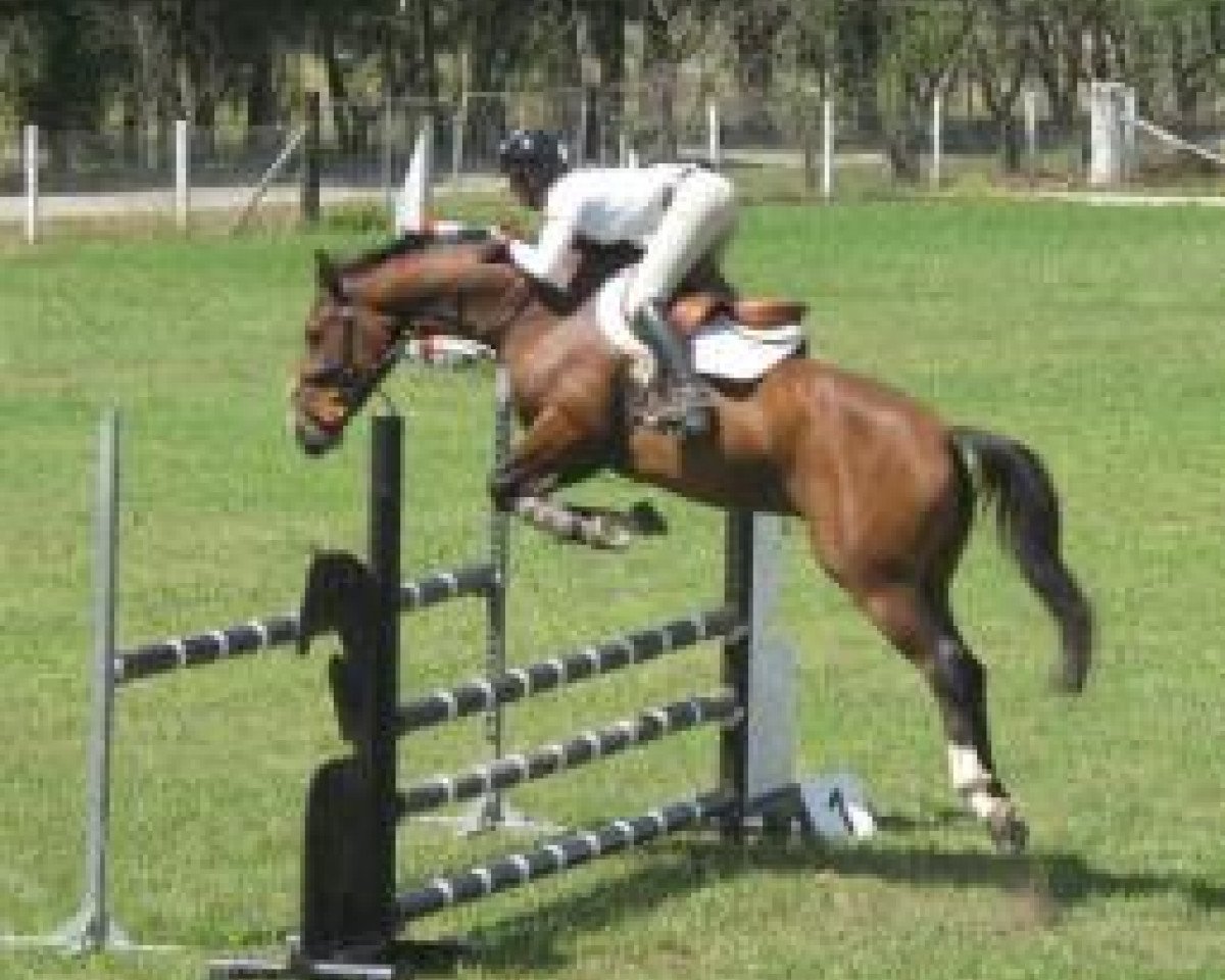 horse Copabella Voltage (ISSA Cob (Australia), 2008, from Copabella Visage)