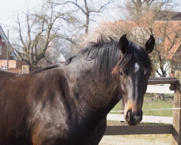 Springpferd Cafe`s Betty (Oldenburger, 2021, von Cafe Au Lait)