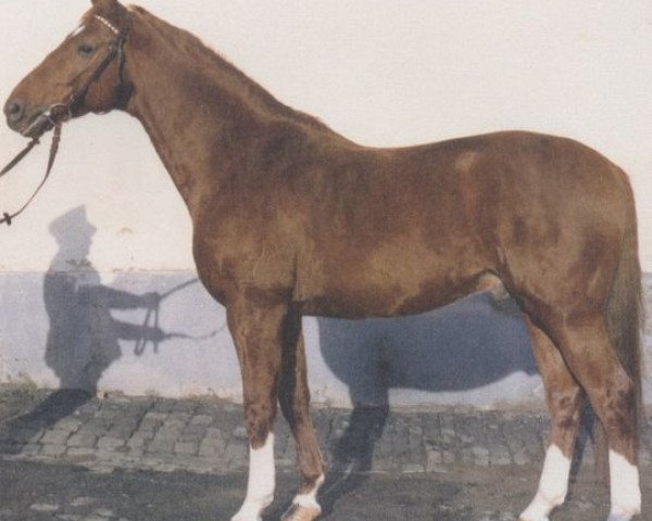 stallion Windfang (Hanoverian, 1975, from Winnetou)