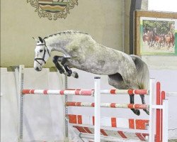 jumper Wayona 15 (German Sport Horse, 2017, from Carinue)