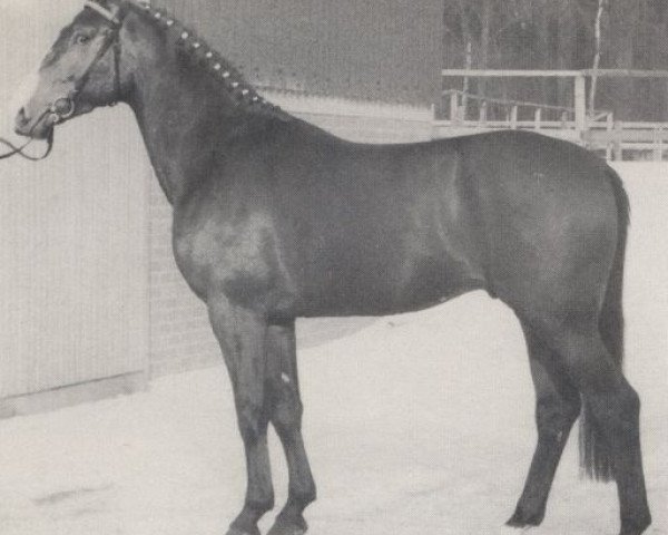 stallion Weingold (Hanoverian, 1976, from Wedekind)
