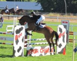 Springpferd Copabella Verdi (ISSA-Warmblut (Australien), 2006, von Copabella Visage)