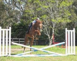 dressage horse Copabella Cashmir (ISSA Cob (Australia), 2007, from Chequille 2)