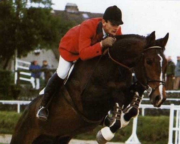stallion Quel Type d'Elle (Selle Français, 1982, from Jalisco B)