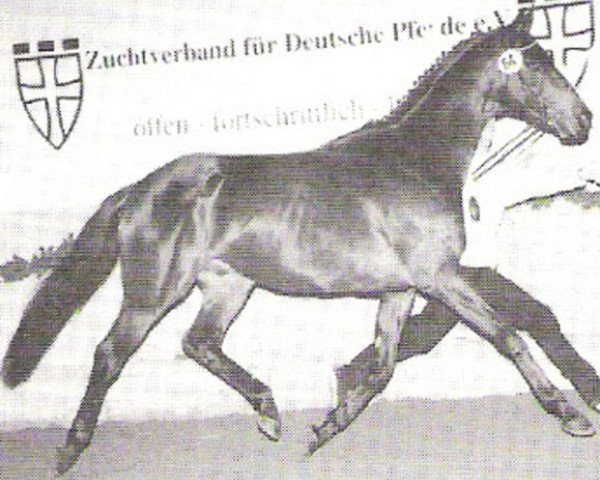 stallion Asilo xx (Thoroughbred, 1987, from Lagunas xx)