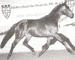 stallion Asilo xx (Thoroughbred, 1987, from Lagunas xx)