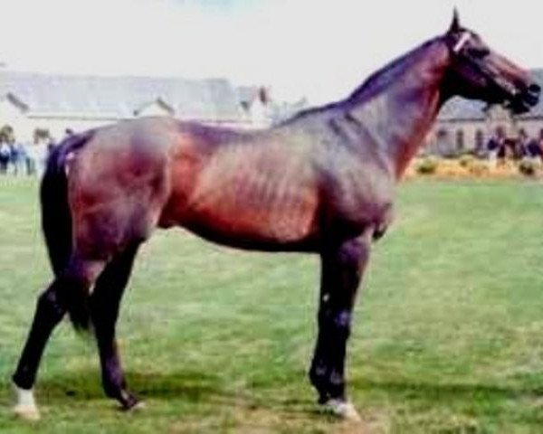 stallion Lou Piguet xx (Thoroughbred, 1978, from Habitat xx)