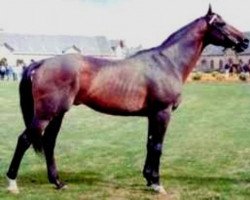 stallion Lou Piguet xx (Thoroughbred, 1978, from Habitat xx)