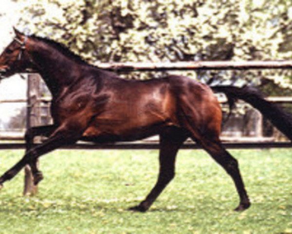 stallion Malachit xx (Thoroughbred, 1987, from Lou Piguet xx)