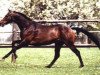 stallion Malachit xx (Thoroughbred, 1987, from Lou Piguet xx)