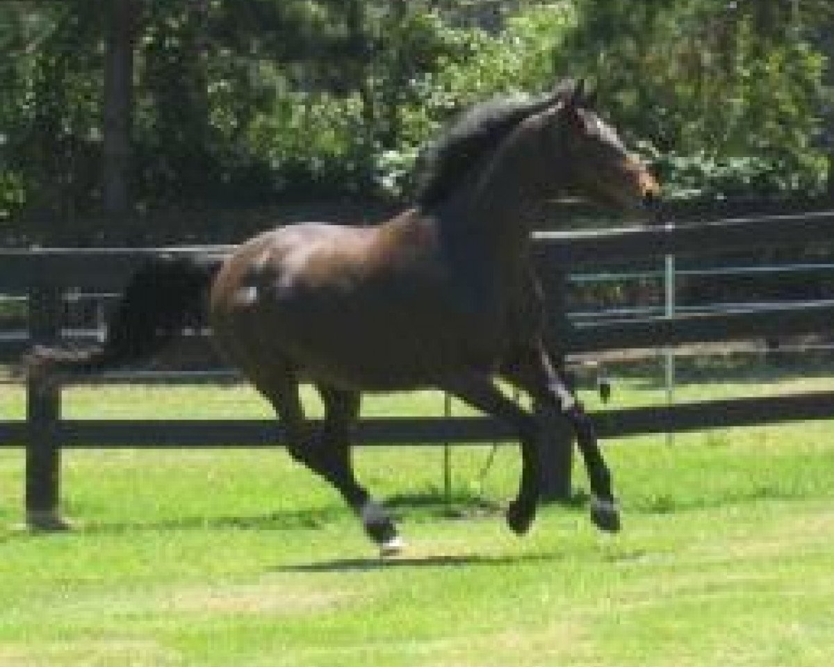 broodmare Holland Rose (Selle Français, 1995, from Quidam de Revel)