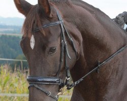 dressage horse Davidoff Extra (Westphalian, 2006, from Don Bedo I)