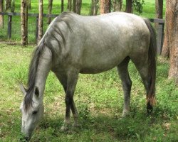 broodmare Copabella Vermont (ISSA Cob (Australia), 2007, from Copabella Visage)