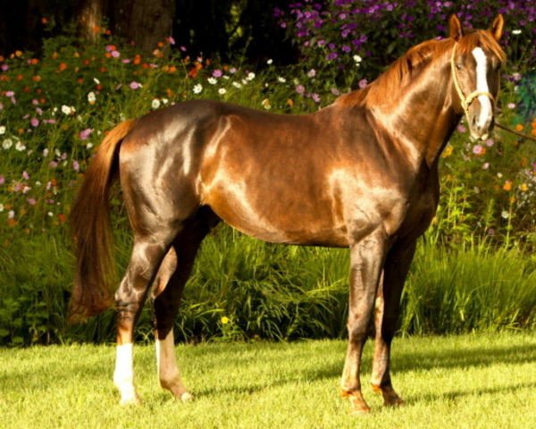 jumper Quatermain 3 (Oldenburg show jumper, 2004, from Quidam de Revel)