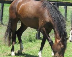 jumper Copabella Victoria (ISSA Cob (Australia), 2009, from Copabella Visage)