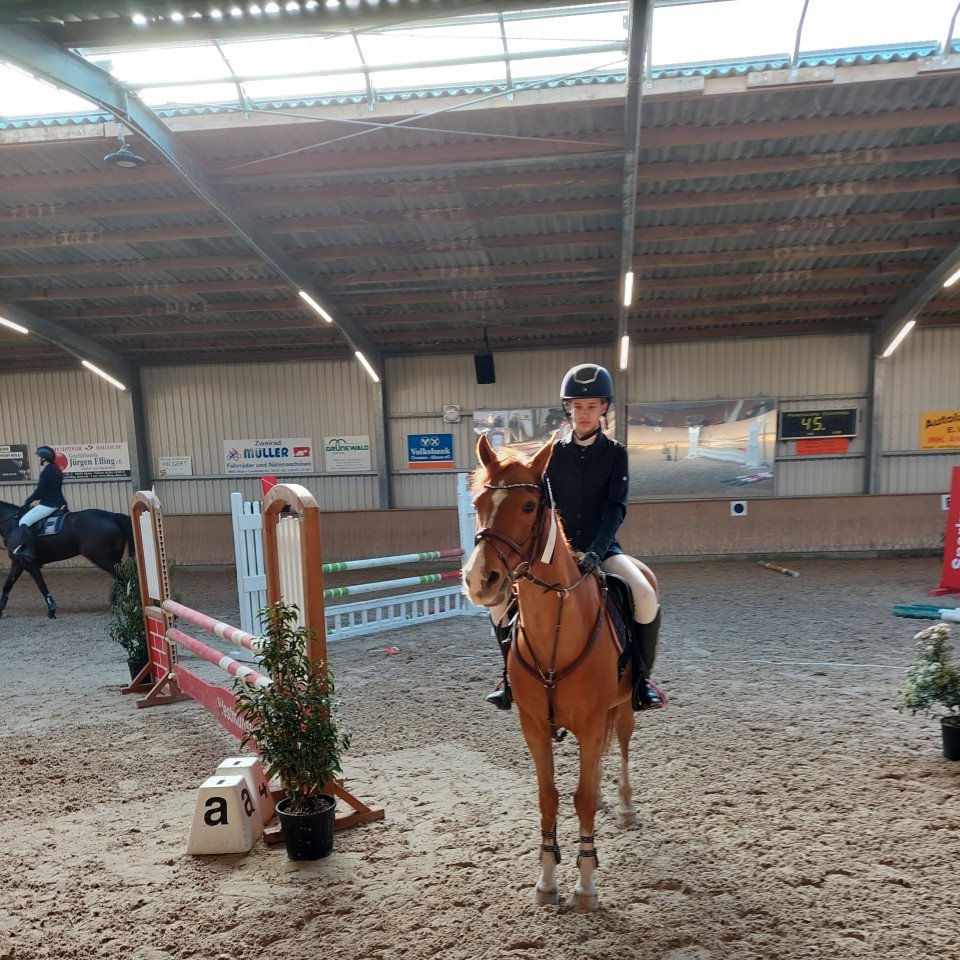 Springpferd Jax (Niederl. Pony m.arab.Blutant., 2003, von Elegant)