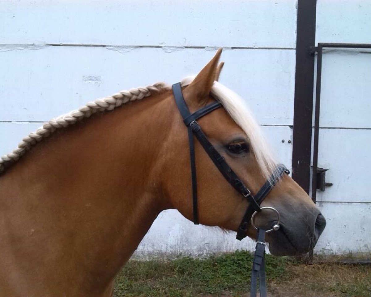 horse Felix (Haflinger, 2006, from Nordstern)