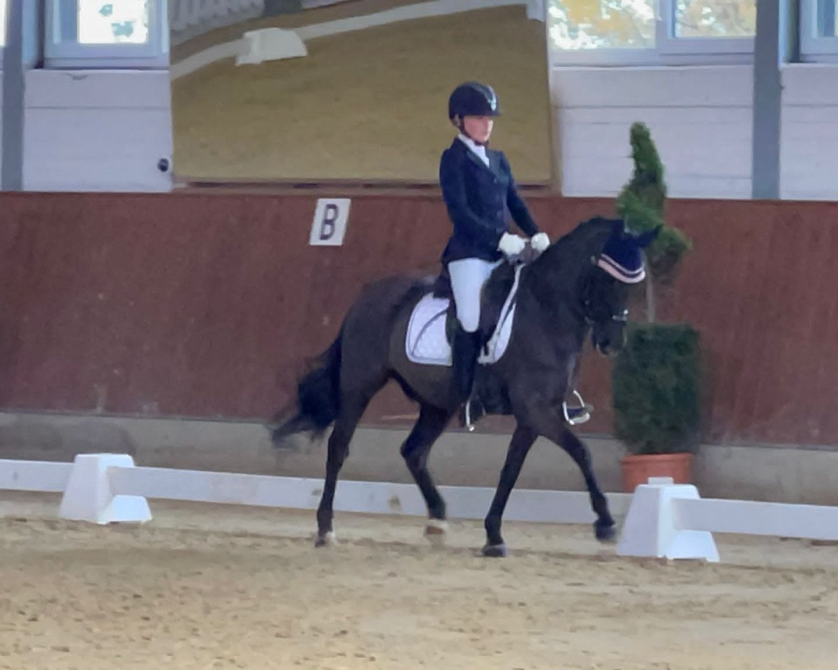 Dressurpferd Nyno 2 (Deutsches Reitpony, 2004)