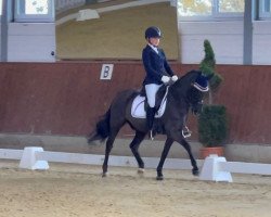 dressage horse Nyno 2 (unknown, 2004)