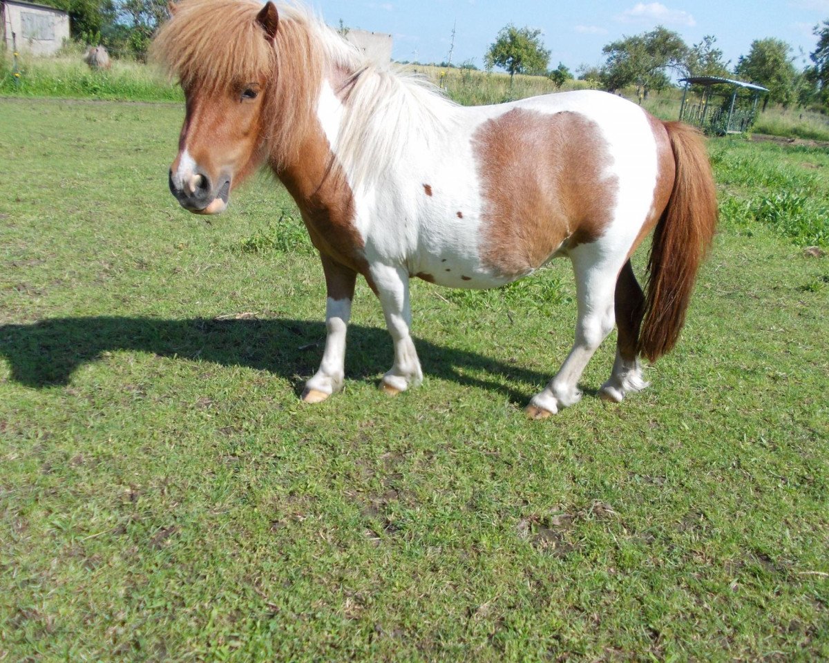broodmare Tiffany (Shetland pony (under 87 cm), 2011, from Rosso)