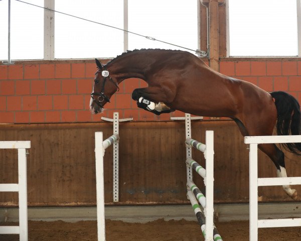 jumper Grace of Top (Hanoverian, 2015, from Graf Top)